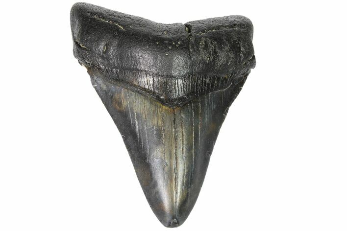 Fossil Megalodon Tooth - Georgia #151507